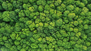 iStock-968853036-300x169